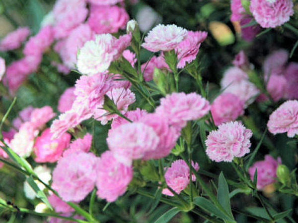 flores no jardim letra:Nomes de flores – letra C flores no jardim letra:Nomes de flores – letra C