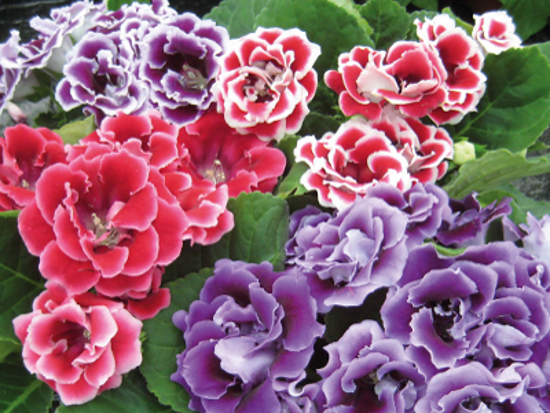 flores do jardim letra:Nomes De Flores Significados Flores Jardim flores do jardim letra:Nomes De Flores Significados Flores Jardim