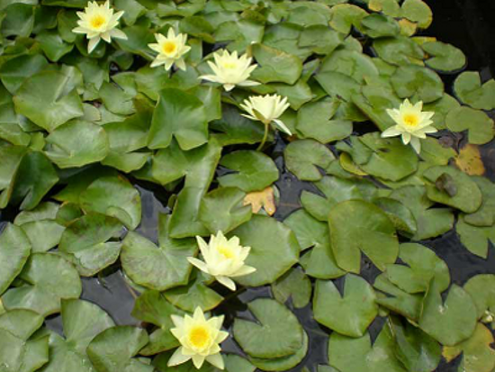 flores do jardim letra:Nomes de flores – letra L flores do jardim letra:Nomes de flores – letra L