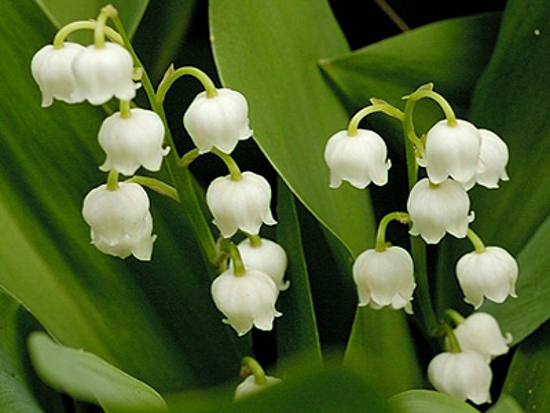 flores do jardim letra:Nomes de flores – letra L flores do jardim letra:Nomes de flores – letra L