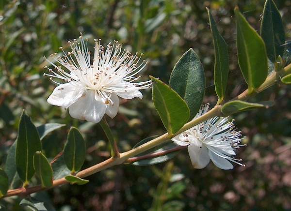 Fiore Bella Flores e Cestas