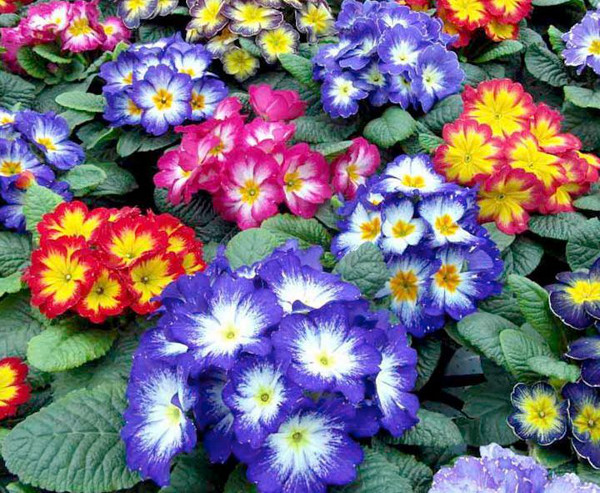 Jardim Com Flores Coloridas Jardins Com Flores De Sol Jardim Com Jardim Com Flores Coloridas Jardins Com Flores De Sol Jardim Com