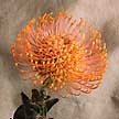 Uma das muitas variedades de Protea.