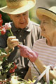 Casal de idade segurando romanticamente uma rosa