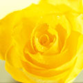 Grande plano de pormenor de uma flor amarela