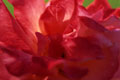 Grande plano de flor vermelha com reflexos rosa
