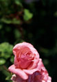 Fotografia de uma Rosa