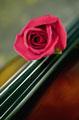 Rosa vermelha nas cordas de um violino