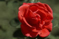 Grande plano de uma rosa vermelha