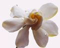 Flor exótica branca