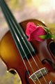 Violino e rosa