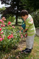 Criança a regar canteiro de rosas