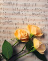Rosas amarelas em pauta de música manuscrita