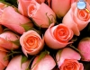 Bouquet no tradicional rosa claro.