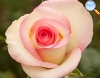 De cor rosa pálido com fino rebordo em tom mais forte, que torna o centro da flor mais escuro.