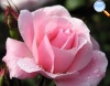 Flor clássica de tons rosa claro.