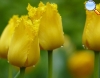 Tulipa amarela