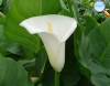 Calla branca (jarro branco)