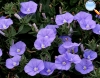 Convolvulus