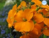 Erysimum