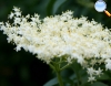 Flor de sabugueiro