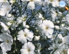 Gypsophila