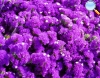 Limonium