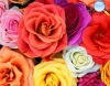 Rosas