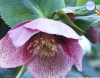 Rosa do Natal (helleborus niger)