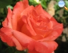 Rosa coral