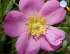 Rosa carolina