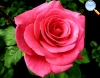 Rosa cor de rosa