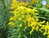 Solidago