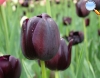 Tulipa negra