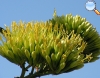 Agave americana