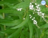 Aloysia citriodora Palau (Verbena-limão)