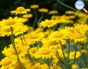 Anthemis tinctoria (camomila amarela)