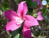 Bauhinia purpúrea