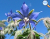 Borago officinalis (Borragem)