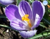 Crocus sativus (Açafrão)