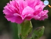 Dianthus cayophyllus (Cravina)