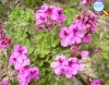 Pelargonium capitatum (Gerânio)