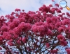 Tabebuia impetiginosa (ipê-roxo)