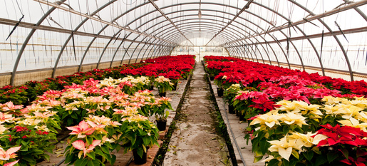 Flor de Natal (Euphorbia pulcherrina)