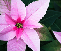 Flor de Natal (Euphorbia pulcherrina)