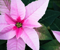 Poinsetia rosa