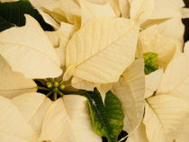 Flor de Natal (Euphorbia pulcherrina)