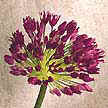 Allium