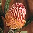 Uma das muitas variedades de Protea.