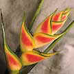 Heliconia Tropical ou Heliconea do Caribe.